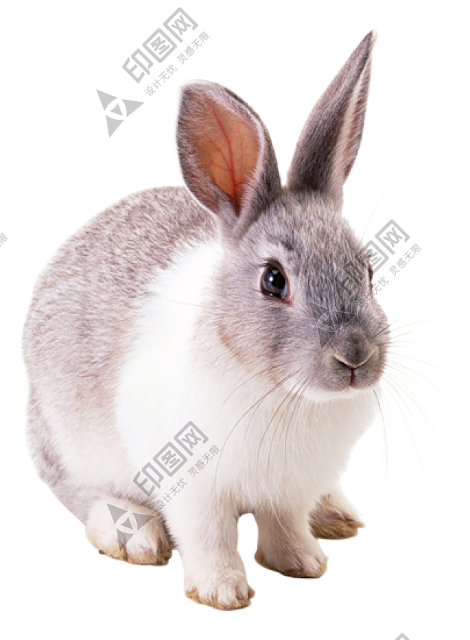 动物_1231兔子