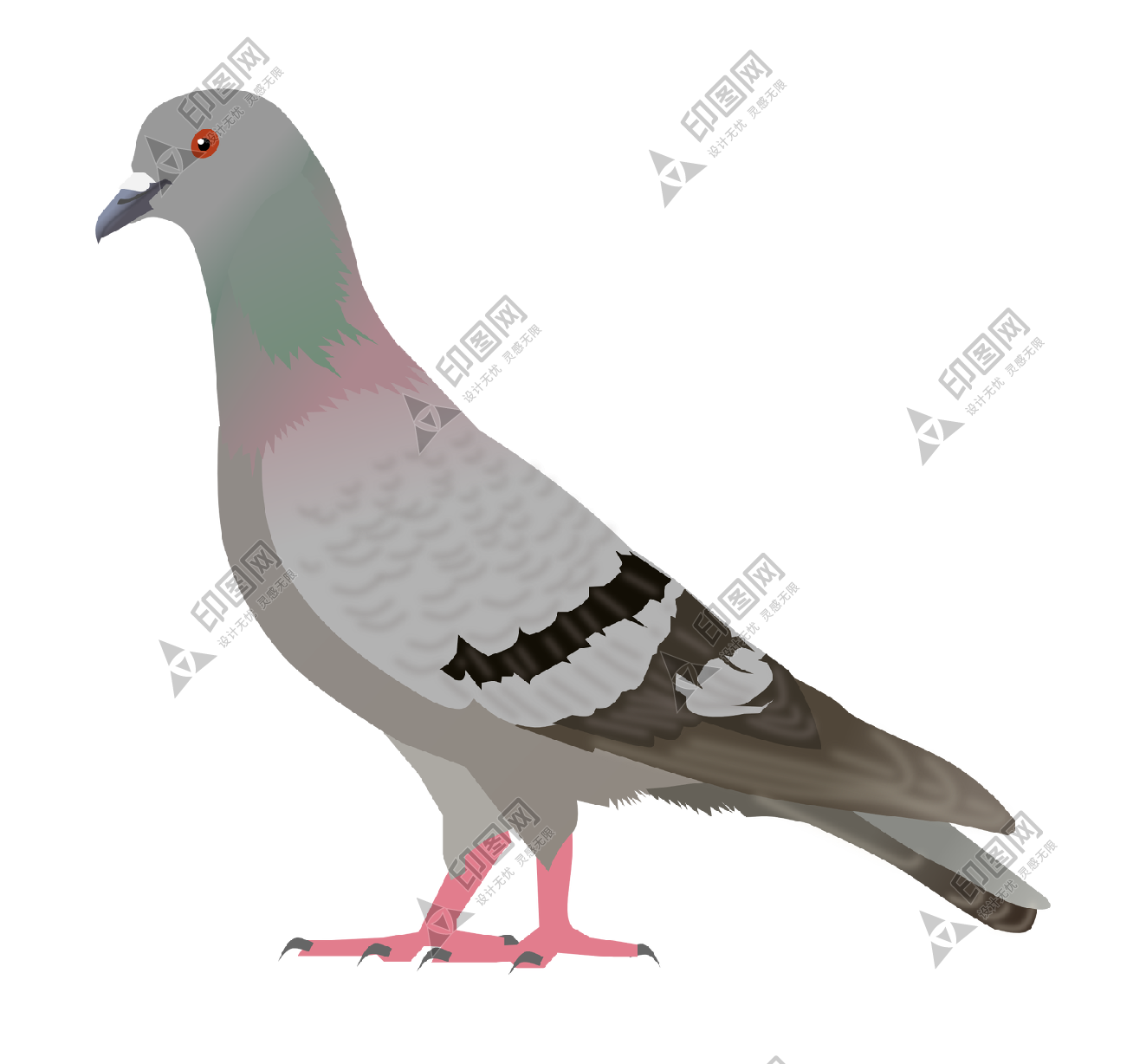 鸟_鸽子_鹁鸽_pigeon_pigeon