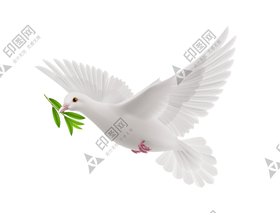 白鴿_和平鴿_鴿子_鳥類_鵓鴿_white_dove