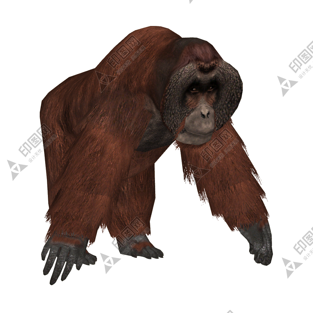 大猩猩_猩猩_orangutan_orangutan