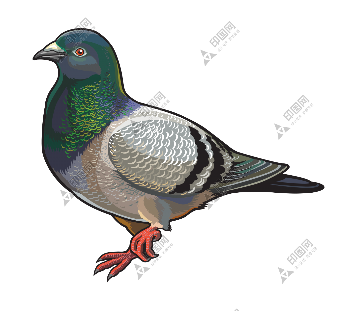 鸟_鸽子_鹁鸽_pigeon_pigeon