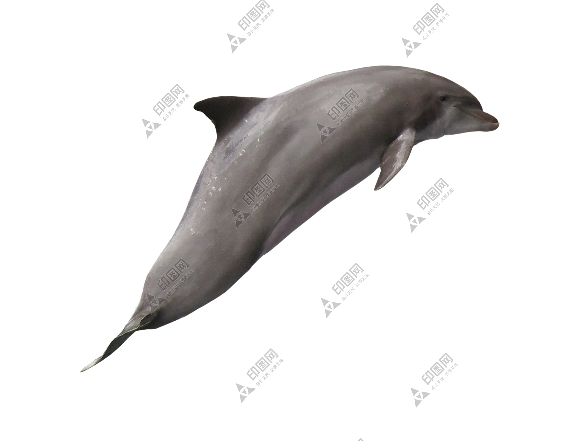 海豚_海猪_dolphin_dolphin