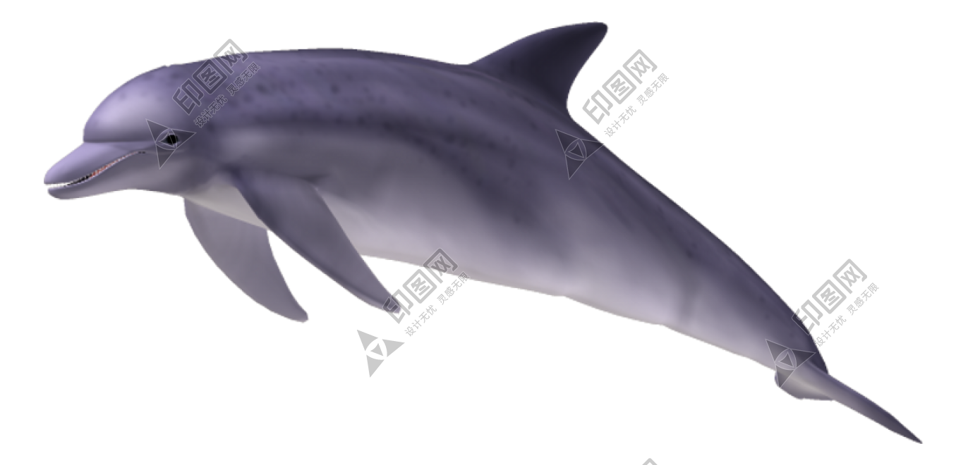 海豚_海豬_dolphin_dolphin