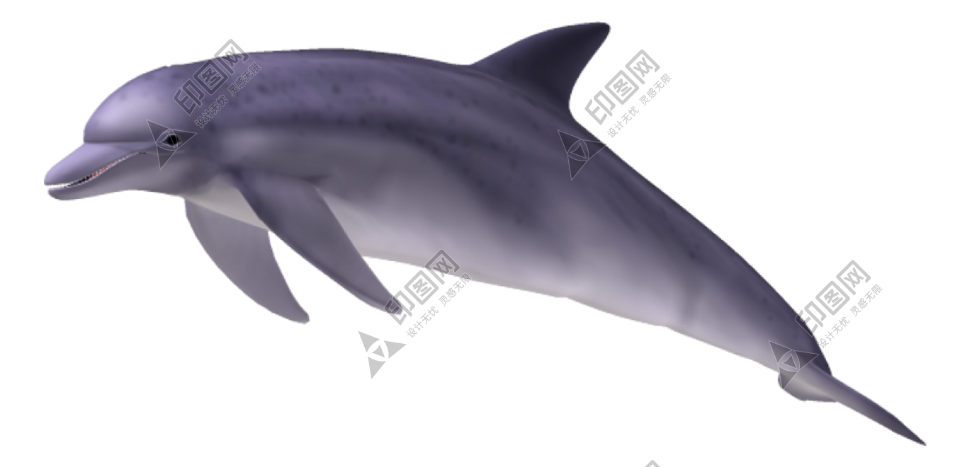 海豚_海猪_dolphin_dolphin