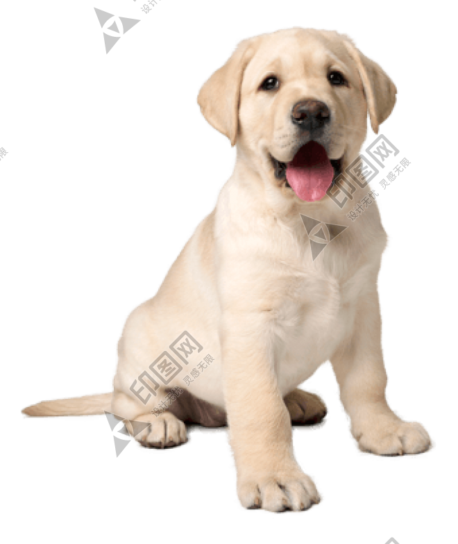 狗_拉布拉多尋回犬_拉拉_獵犬_labrador_retriever