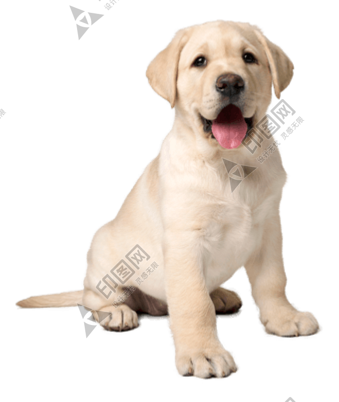 狗_拉布拉多寻回犬_拉拉_猎犬_labrador_retriever