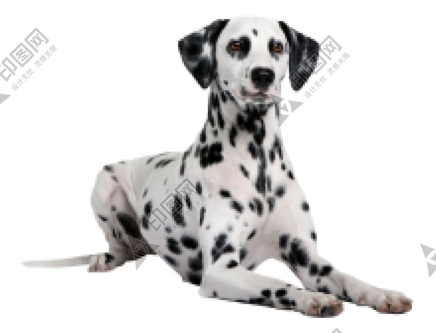 斑点狗_大麦町犬_小丹犬_斑点犬_dalmatian