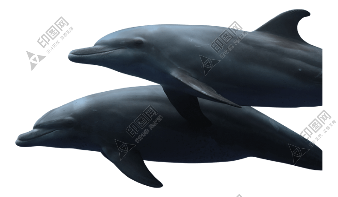 海豚_海豬_dolphin_dolphin