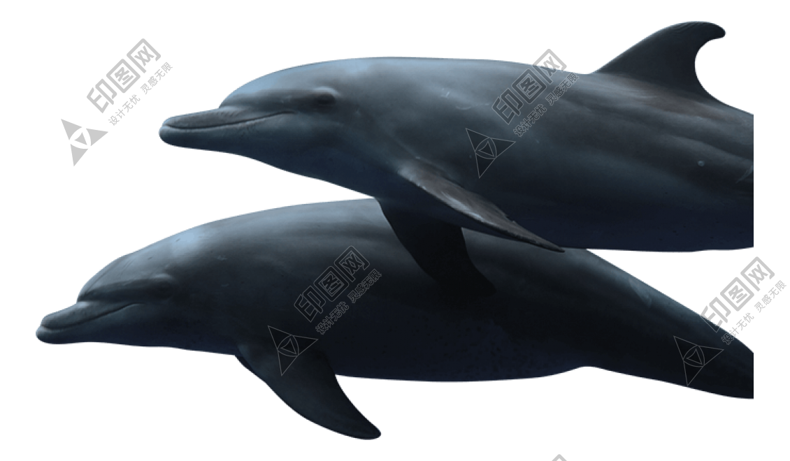 海豚_海猪_dolphin_dolphin