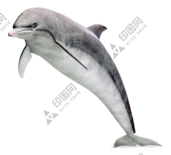 海豚_海豬_dolphin_dolphin