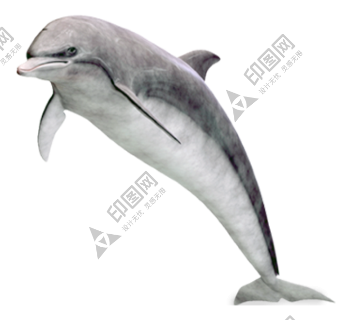 海豚_海猪_dolphin_dolphin