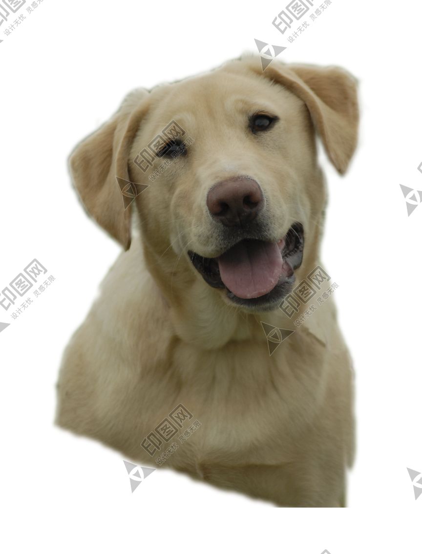 狗_拉布拉多尋回犬_拉拉_獵犬_labrador_retriever