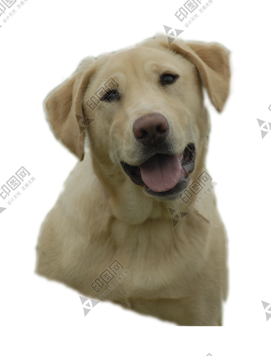 狗_拉布拉多寻回犬_拉拉_猎犬_labrador_retriever