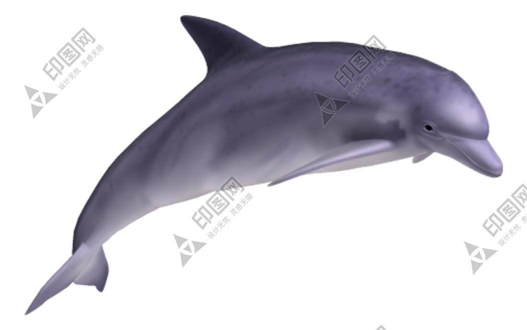 海豚_海豬_dolphin_dolphin