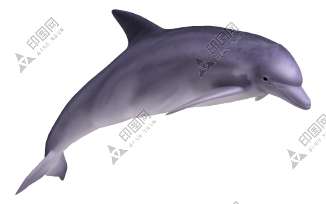 海豚_海猪_dolphin_dolphin