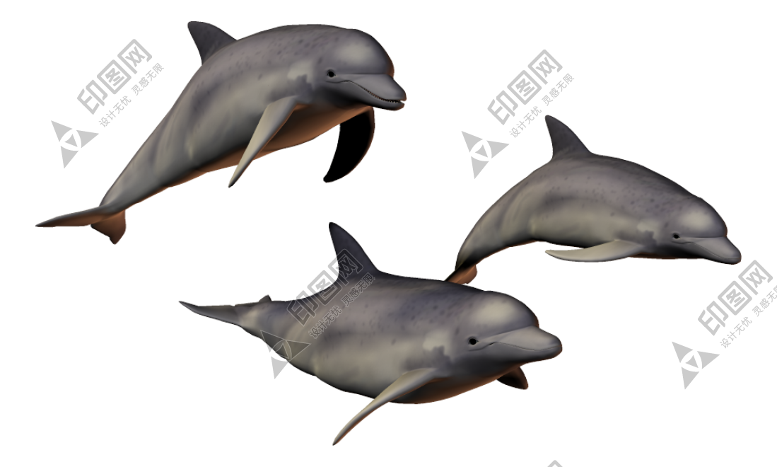 海豚_海豬_dolphin_dolphin
