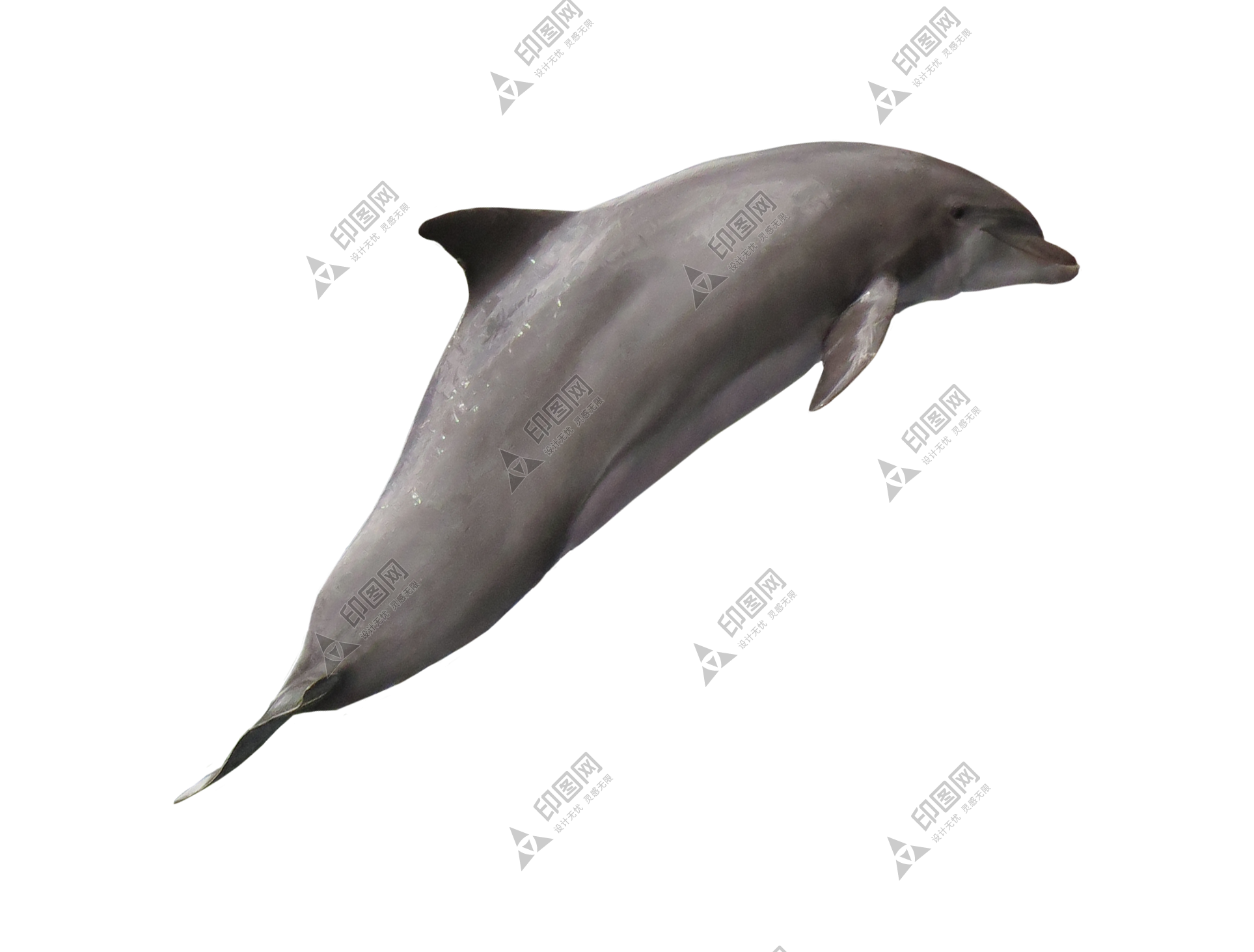 海豚_海豬_dolphin_dolphin