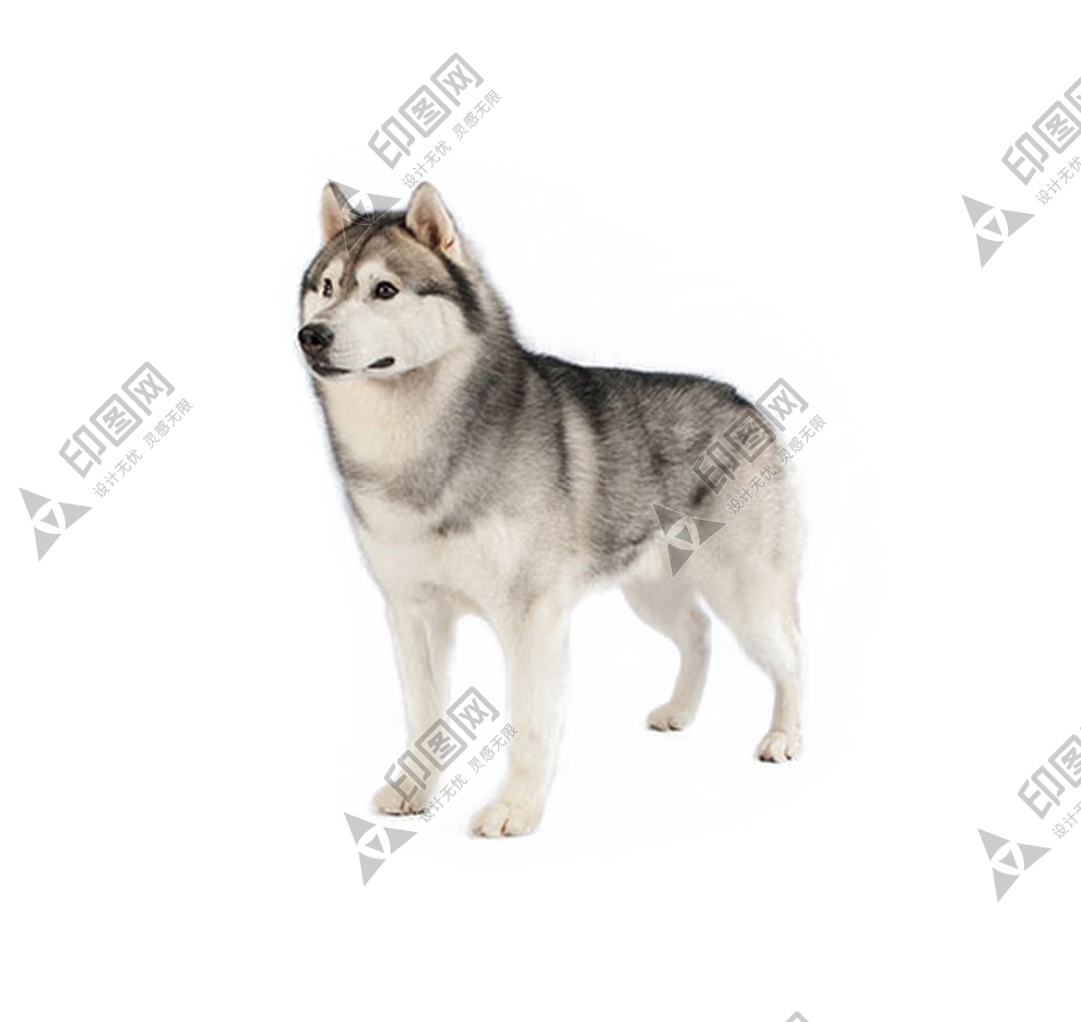 狗_寵物_哈士奇_husky_husky
