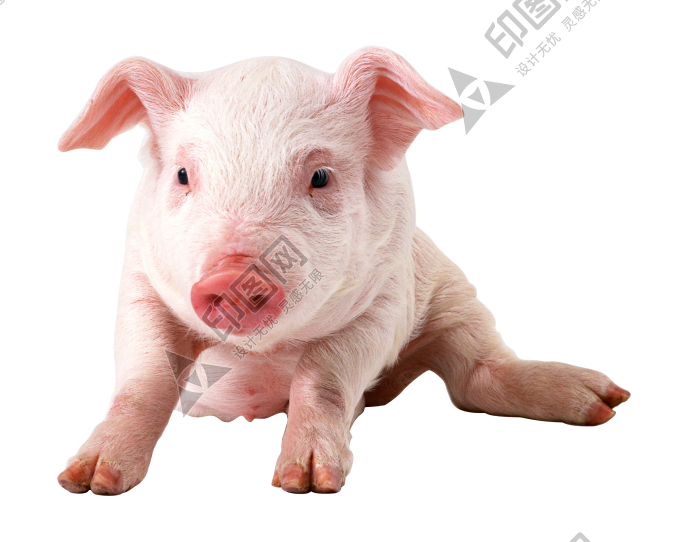 豬_豕舒胖子_家畜_pig_pig