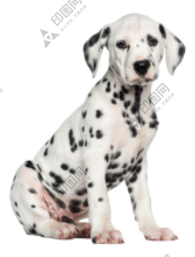 斑點狗_大麥町犬_小丹犬_斑點犬_dalmatian