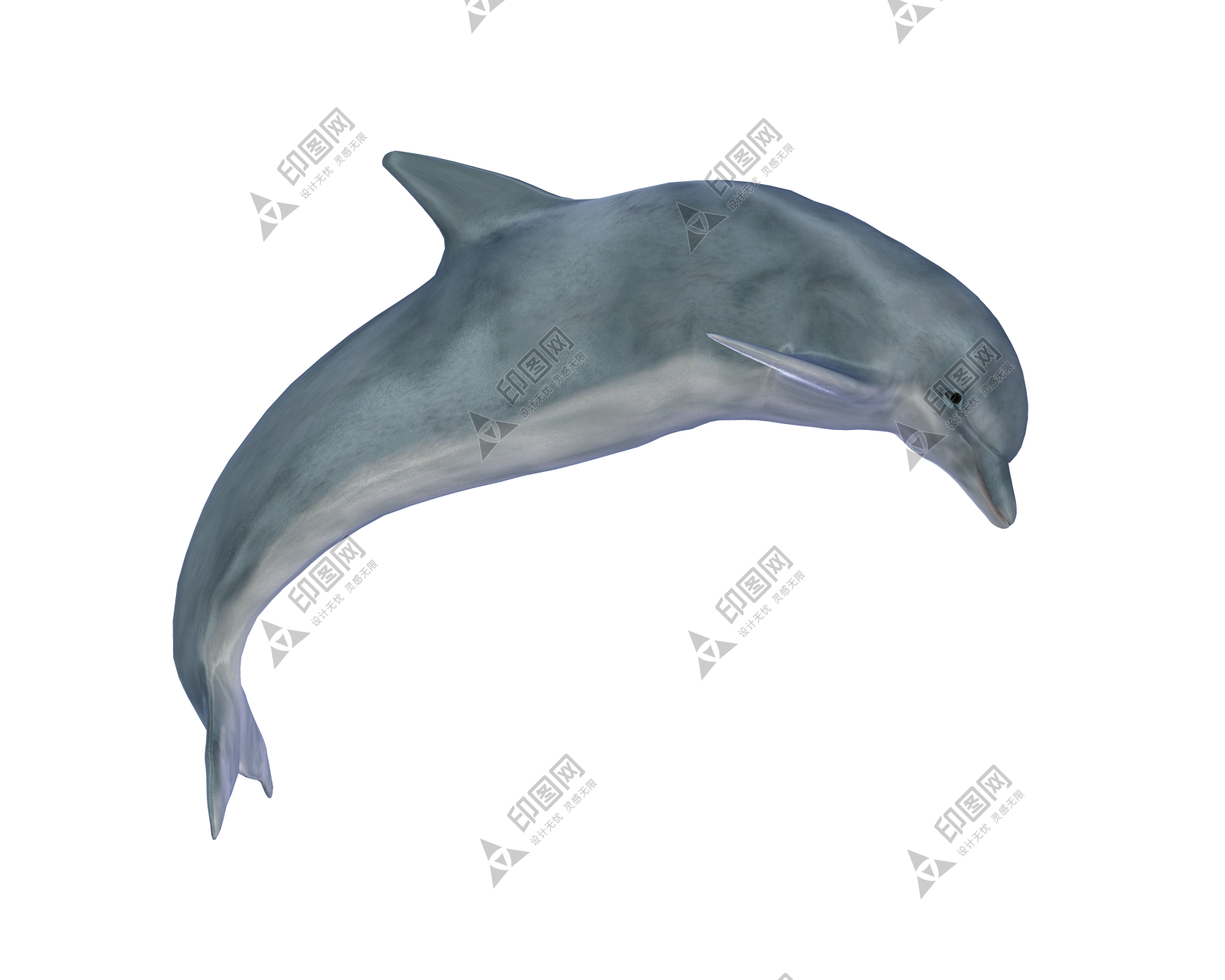 海豚_海猪_dolphin_dolphin