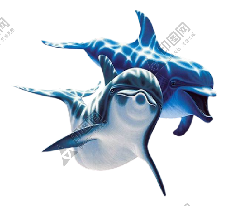 海豚_海豬_dolphin_dolphin