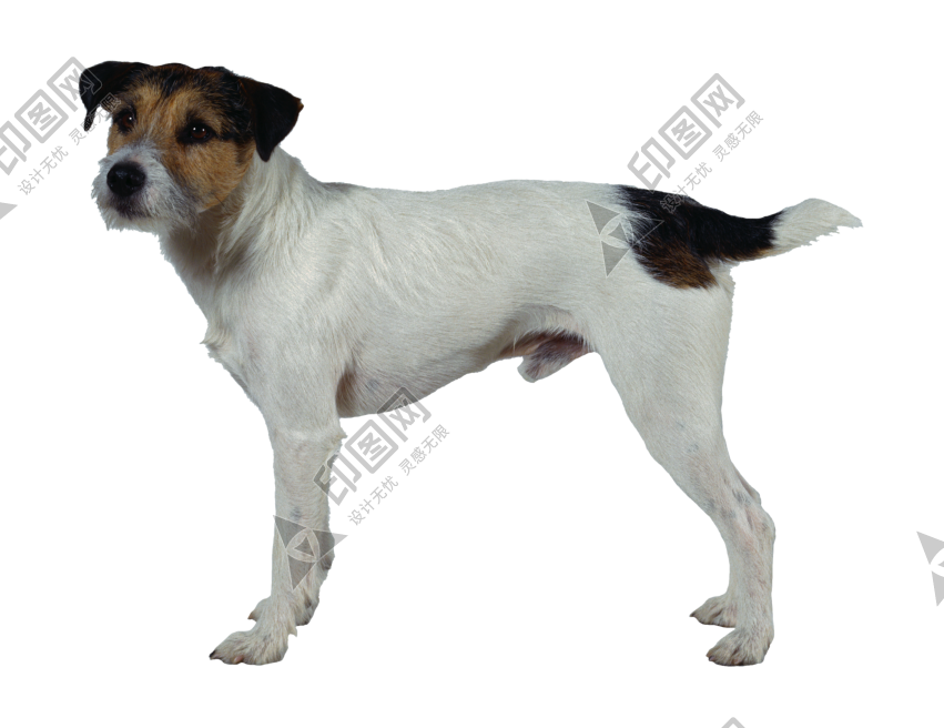 狗_寵物_犬_dog_dog