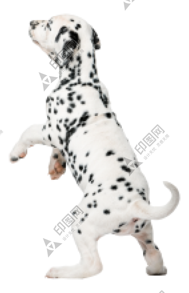 斑点狗_大麦町犬_小丹犬_斑点犬_dalmatian