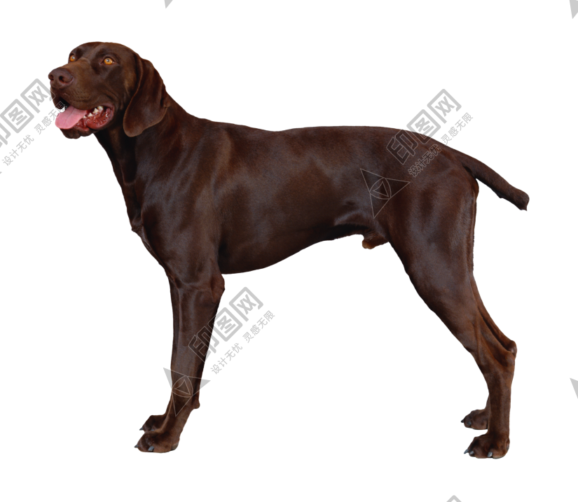 狗_寵物_犬_dog_dog