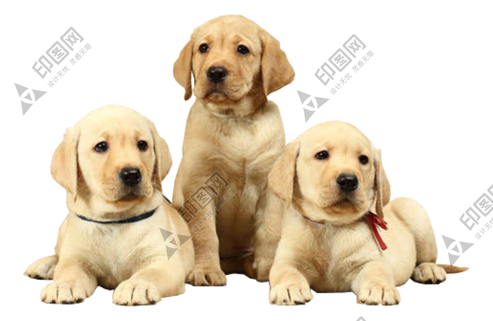 狗_拉布拉多尋回犬_拉拉_獵犬_labrador_retriever