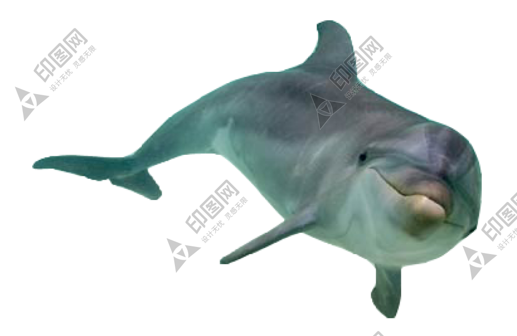 海豚_海豬_dolphin_dolphin