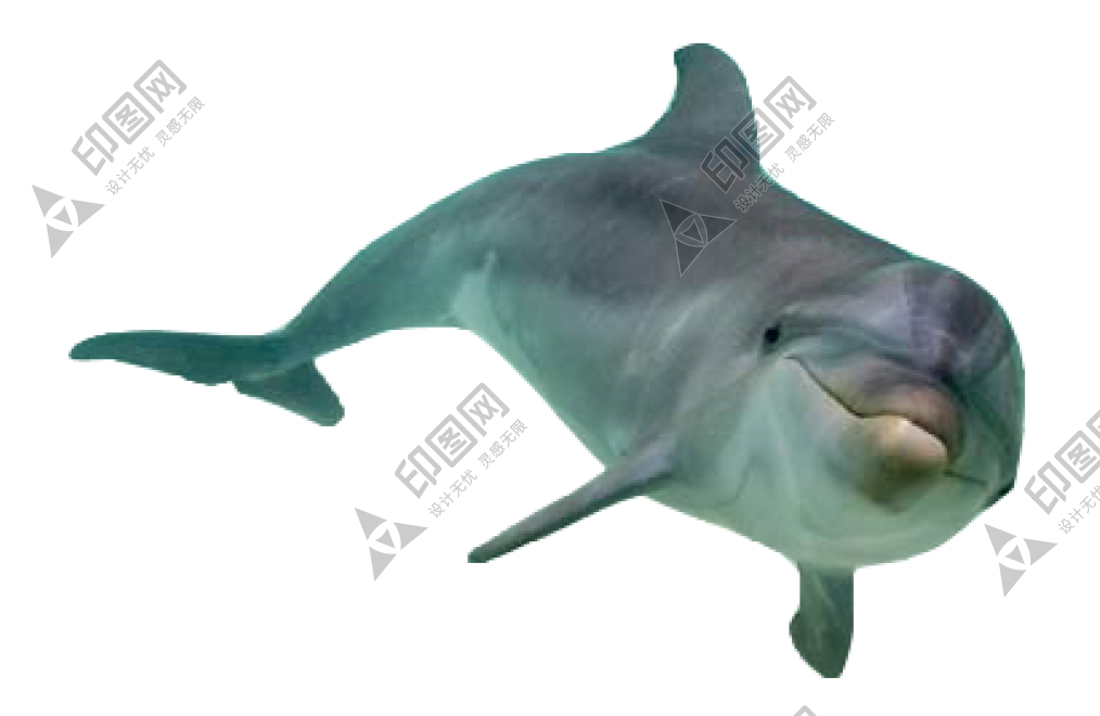 海豚_海猪_dolphin_dolphin