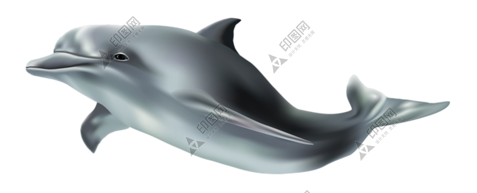 海豚_海豬_dolphin_dolphin
