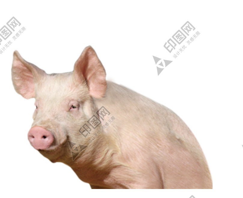 猪_豕舒胖子_家畜_pig_pig