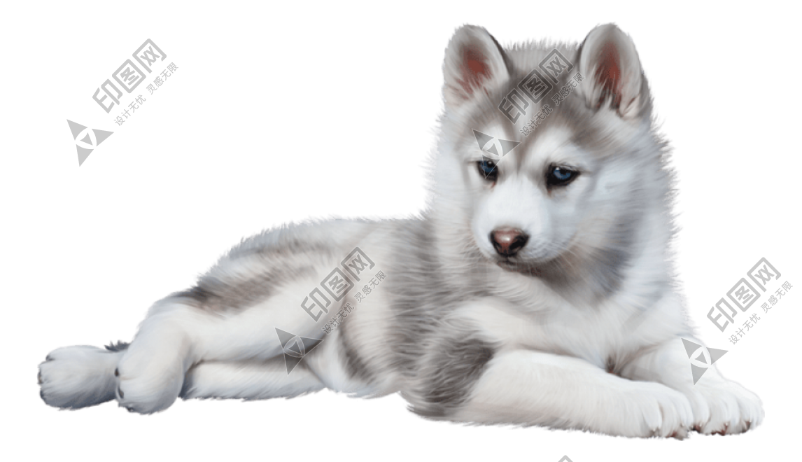 狗_寵物_哈士奇_husky_husky