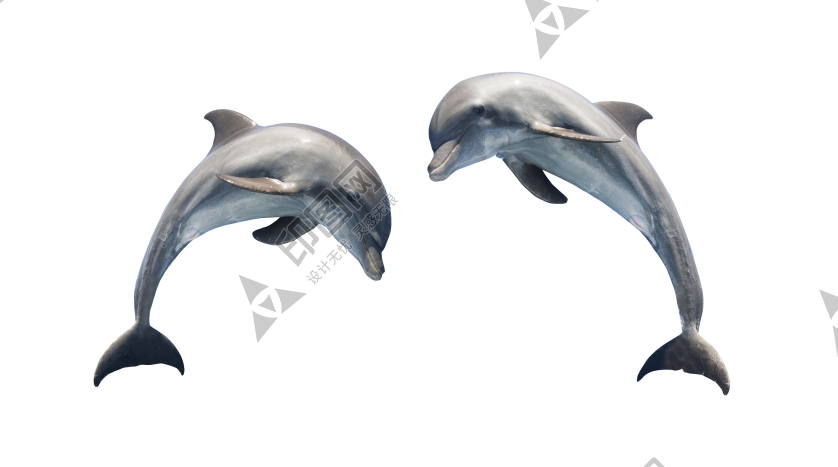 海豚_海豬_dolphin_dolphin