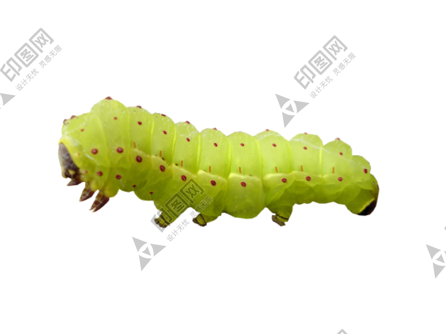 昆虫_毛毛虫_caterpillar_caterpillar