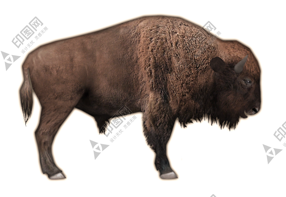 野牛_牛_bison_bison