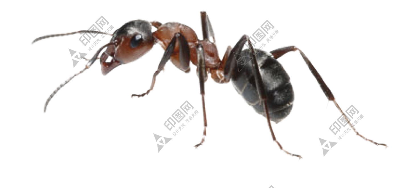 蚂蚁_玄驹_蚍蜉蚂_昆虫_ant_ant