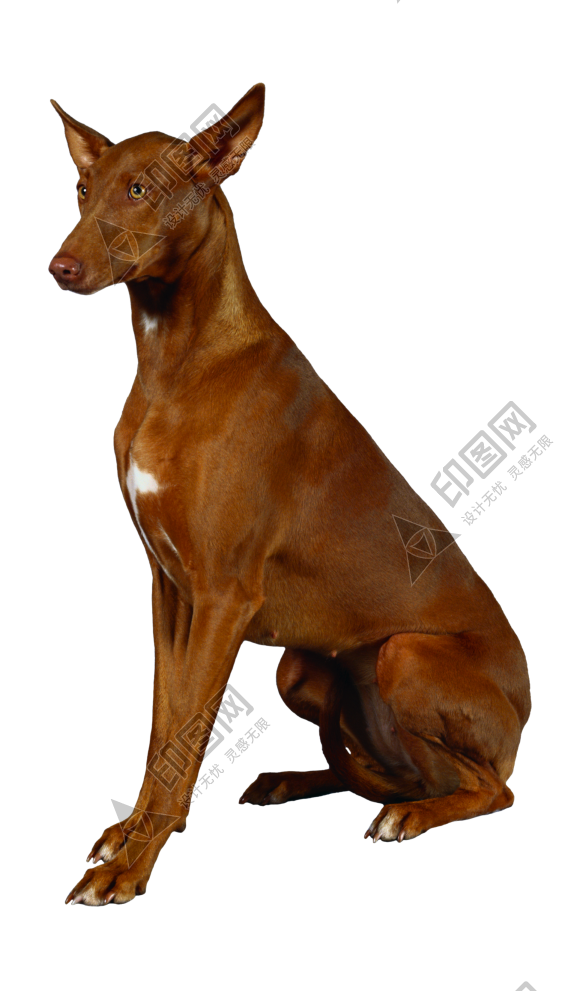 狗_寵物_犬_dog_dog