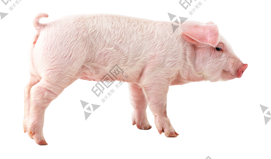 豬_豕舒胖子_家畜_pig_pig