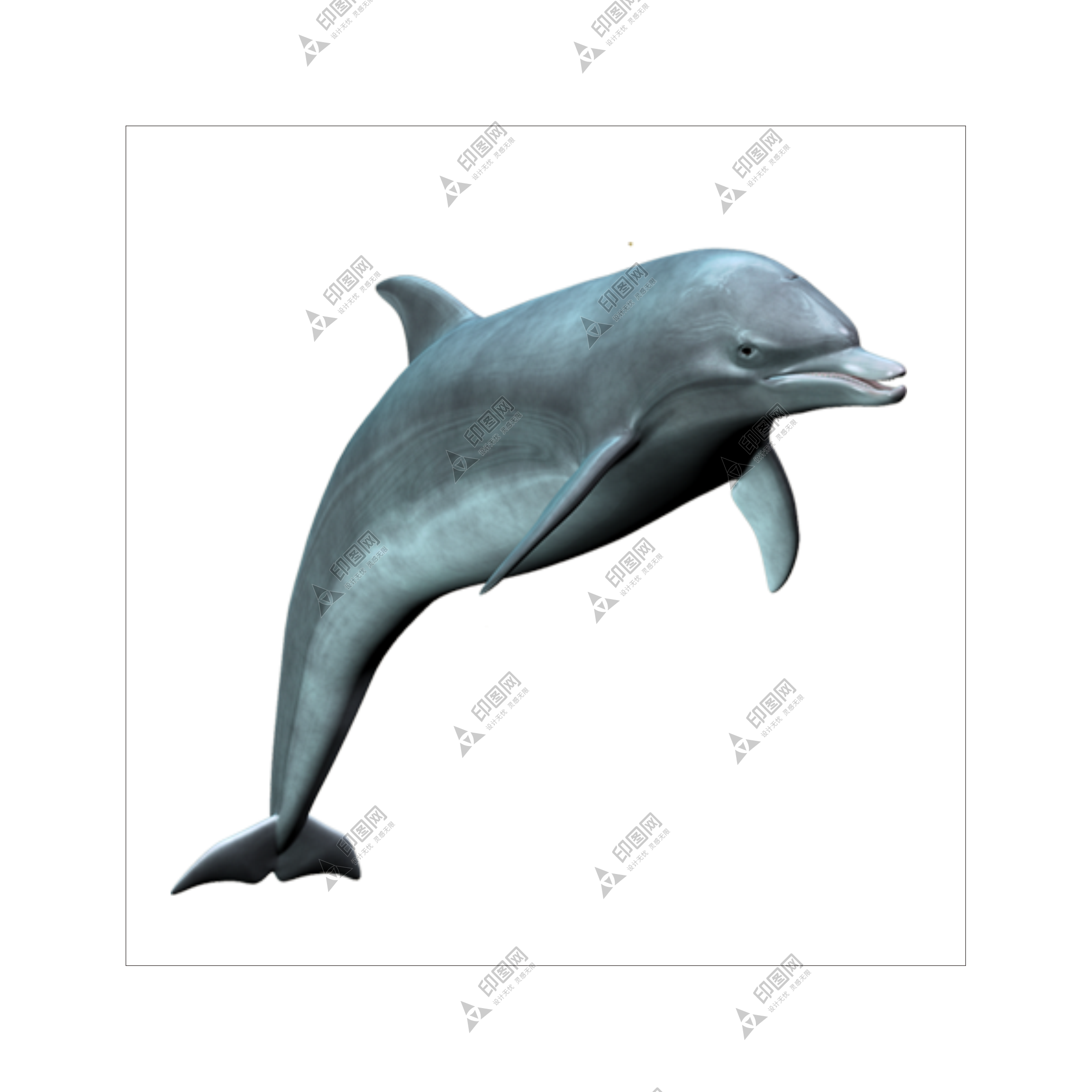 海豚_海豬_dolphin_dolphin