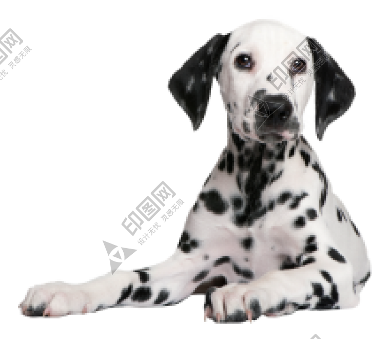 斑點狗_大麥町犬_小丹犬_斑點犬_dalmatian
