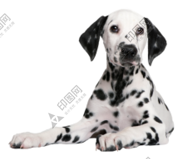 斑点狗_大麦町犬_小丹犬_斑点犬_dalmatian