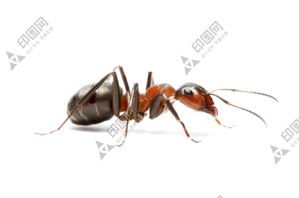 蚂蚁_玄驹_蚍蜉蚂_昆虫_ant_ant