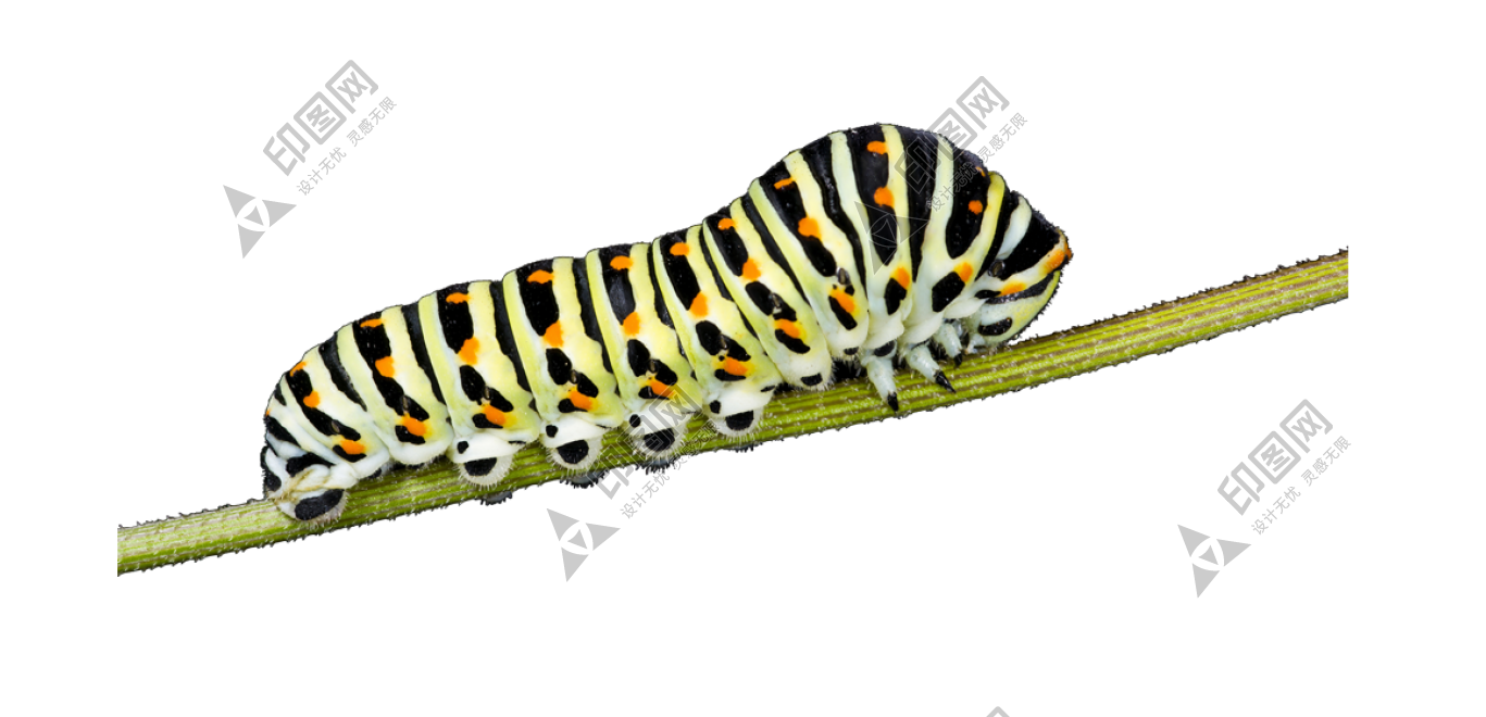 昆虫_毛毛虫_caterpillar_caterpillar