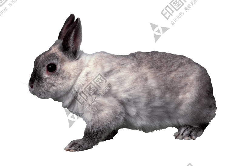 寵物_兔子_兔_rabbit_rabbit