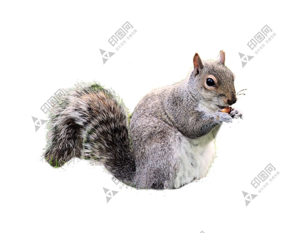 宠物_松鼠_树鼠_squirrel_squirrel