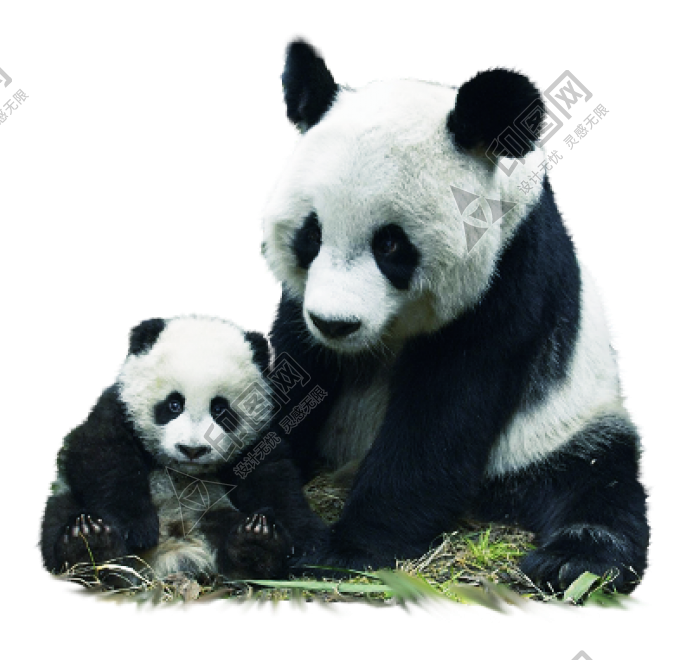 动物_1387可爱的熊猫