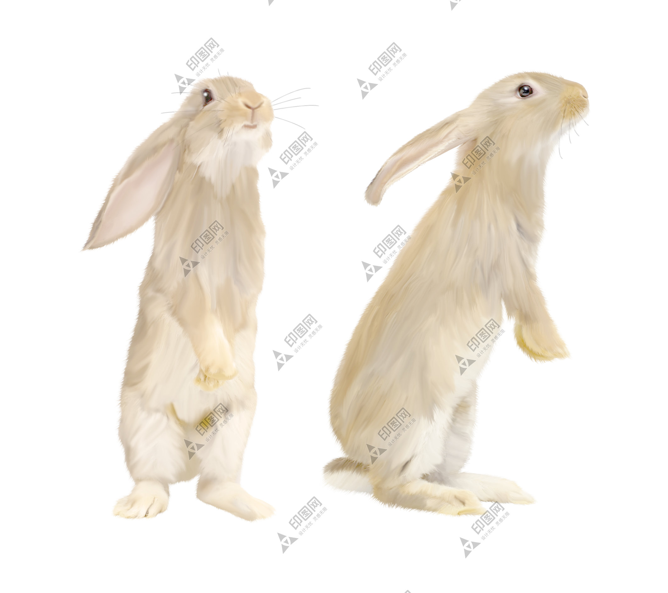 宠物_兔子_兔_rabbit_rabbit